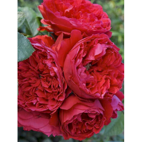 Rosier grimpant 'Florentina' Pot de 4L/5L (1/2)