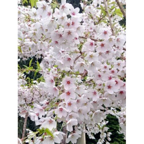 Cerisier à fleur yedoensis Pot de 12L/15L