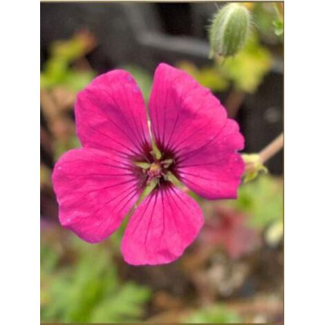 Géranium vivace à feuilles cendrées 'Giuseppii' Pot de 2L/3L