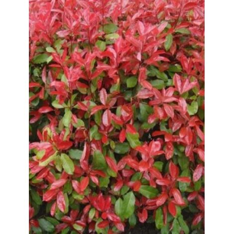 Photinia x fraseri 'Carré Rouge' Godet de 8/9 cm