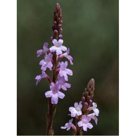 Verveine officinale Godet de 7/8 cm (1/3)