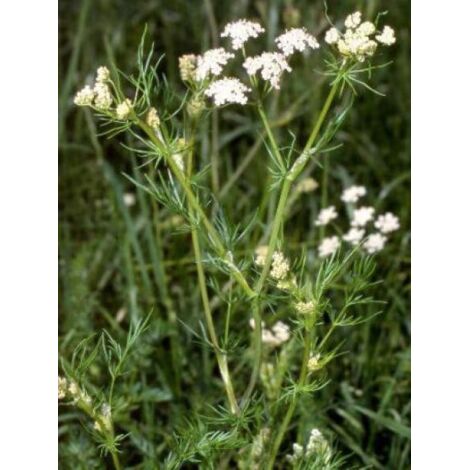 Cumin des près, Anis des Vosges Godet de 8/9 cm (1/5)