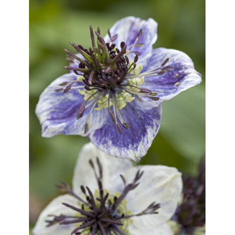Nigelle 'Delft Blue' le sachet de 500 graines (0,7g) (1/2)