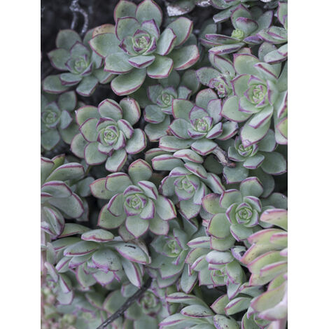 Echeveria haworthii Godet de 8/9 cm