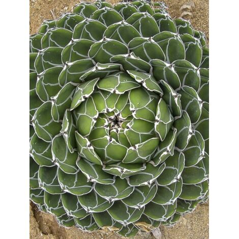 Agave de la Reine Victoria Pot de 12 cm / 13 cm (1/5)
