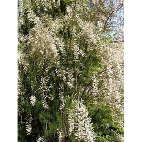 Tamaris d'été 'Hulsdonk White'® Pot de 3L/4L (1/2)