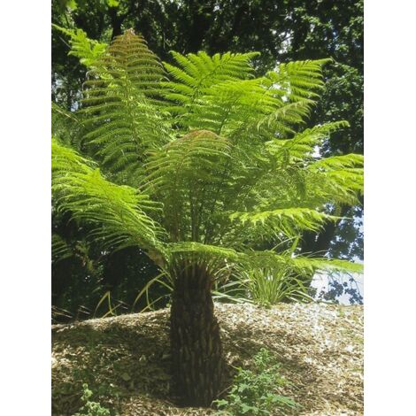 Fougère arborescente 600 cm – Pot de 2L/3L – Feuillage persistant – Exposition soleil/mi-ombre – Sol argilo-limoneux (1/2)