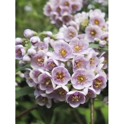 Deutzia 'Lavender Time' Pot de 7,5L/10L (1/2)