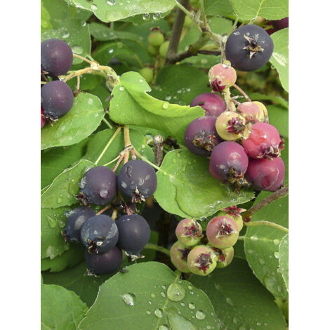 Amélanchier à feuilles d'aulne 'Northline' Pot de 3L/4L, Touffe