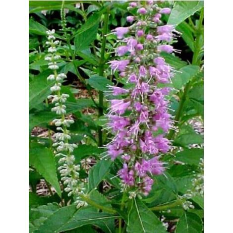 Menthe en arbre Pot de 2L/3L (1/3)