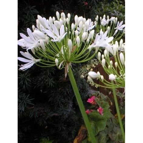 Agapanthe d'Afrique blanche Pot de 4L/5L
