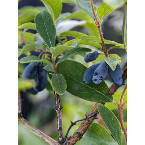 Camerisier bleu 'Boreal Beauty' Pot de 3L/4L (1/2)