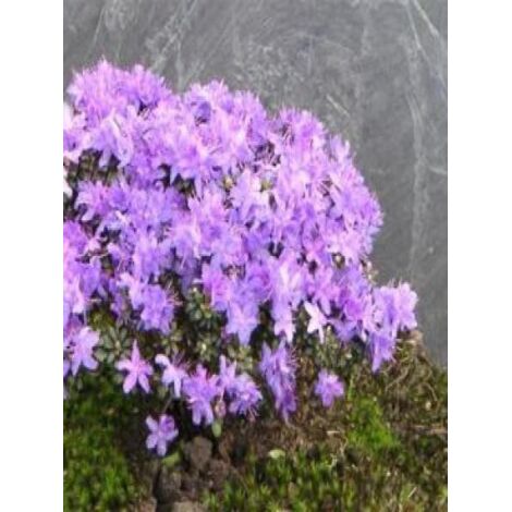 Rhododendron impeditum Pot de 2L/3L