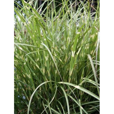 Eulalie, Roseau de Chine 'Little Zebra'® Pot de 2L/3L