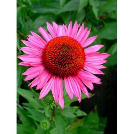 Rudbeckia pourpre 'Vintage Wine' Godet de 8/9 cm (1/2)