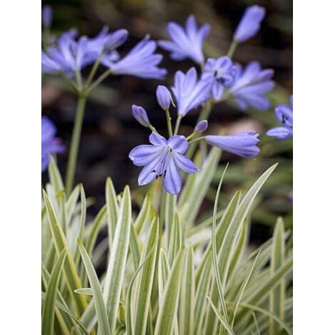 Agapanthe 'Golden Drop' Pot de 2L/3L (1/4)