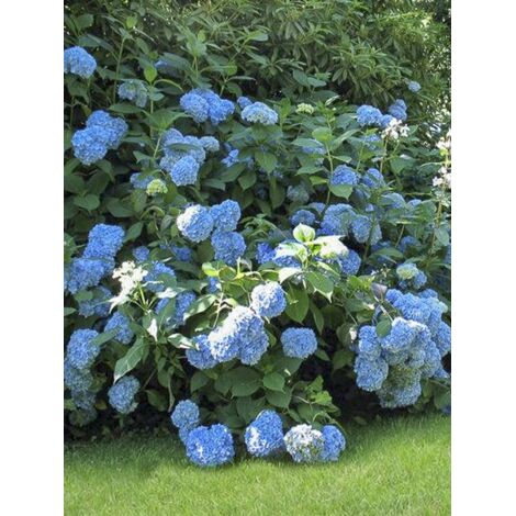 Hortensia 'General Vicontesse de Vibray' Pot de 2L/3L (1/4)