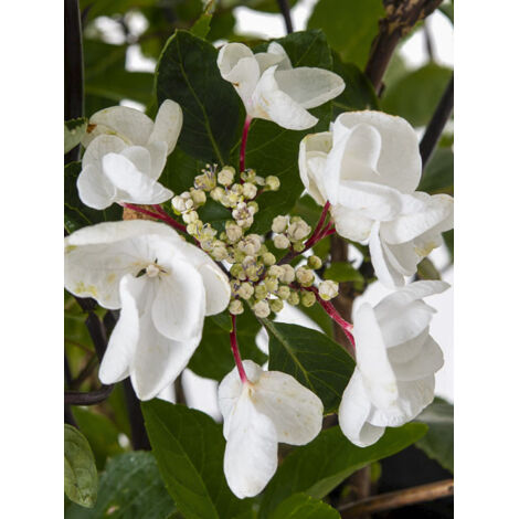 Hortensia 'Rendez-Vous Choco Chic' Pot de 4L/5L (1/2)