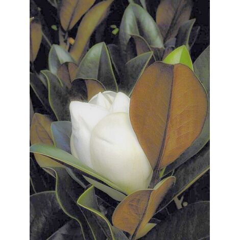 Laurier-tulipier 'D.d. blanchard ' Pot de 4L/5L (1/5)