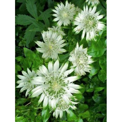Grande Astrance 'Alba' Pot de 2L/3L (1/3)
