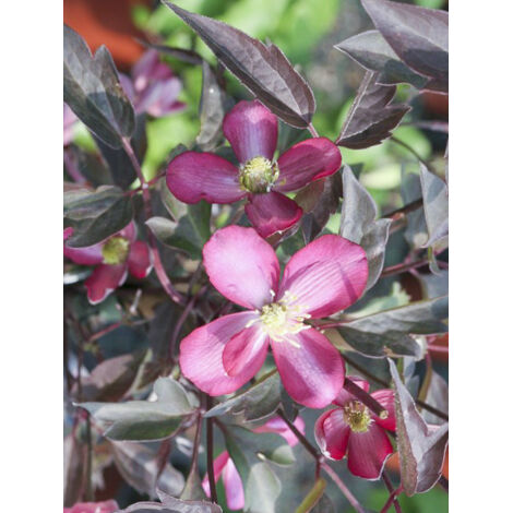 Clématite des montagnes 'Van Gogh' Pot de 2L/3L