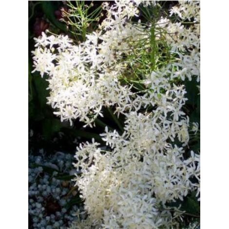 Clématite vivace 'Purpurea' Pot de 2L/3L