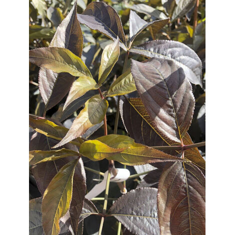 Faux pistachier 'Black Beauty' Pot de 4L/5L (1/2)