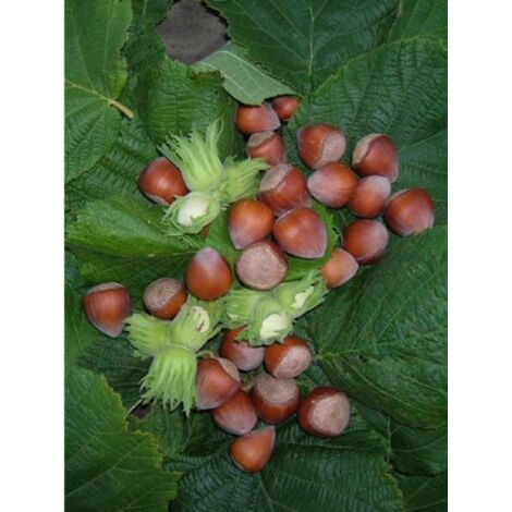 Noisetier commun 'Merveille de Bollwiller' Pot de 7,5L/10L