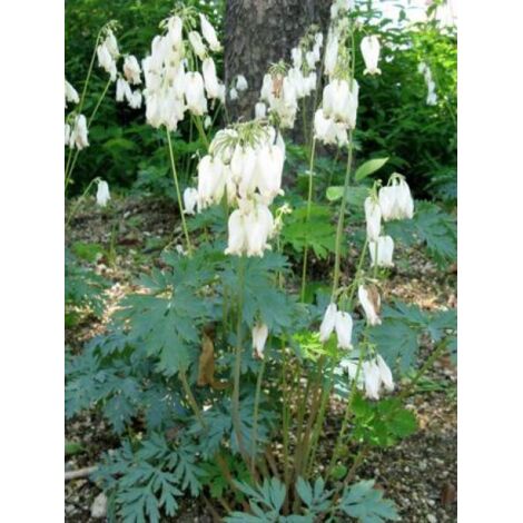Coeur de Marie de Formose 'Aurora' Godet de 8/9 cm