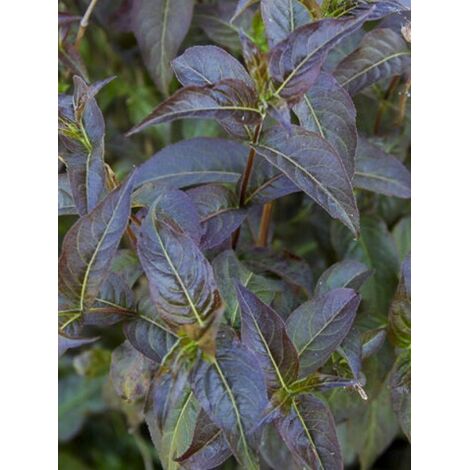 Diervilla 'Kodiak Black' Pot de 2L/3L (1/4)