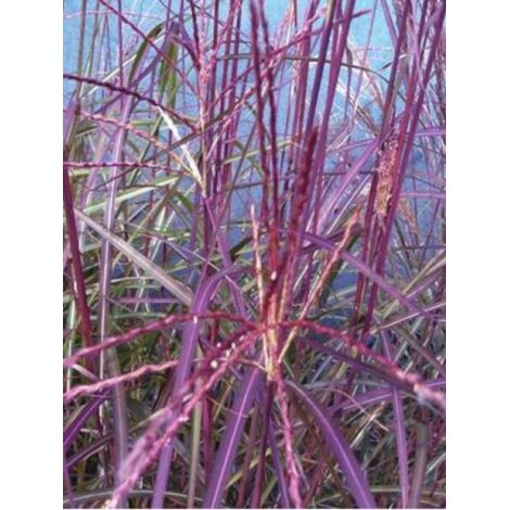 Eulalie, Roseau de Chine 'Purple Fall'® Godet de 8/9 cm (1/2)