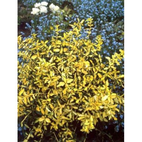 Fusain persistant 'Blondy' Pot de 2L/3L