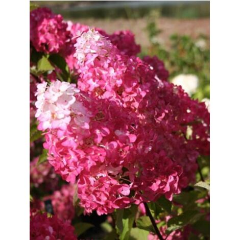 Hortensia paniculé Fraise Melba® 'renba' Pot de 3L/4L (1/2)