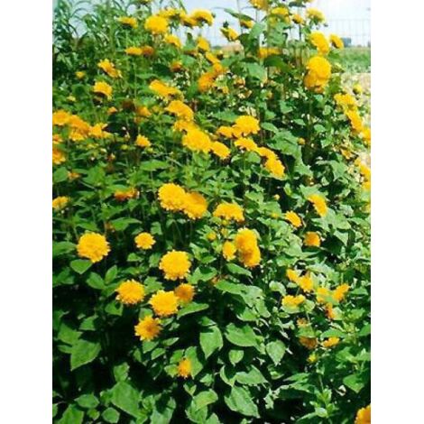 Helianthus decapetalus 'Plenus' Godet de 8/9 cm
