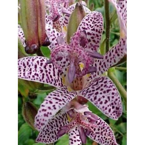 Lis des crapauds 'Miyazaki' Godet de 8/9 cm (1/2)