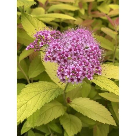 Spirée japonaise 'Double Play Big Bang' Pot de 2L/3L (1/5)