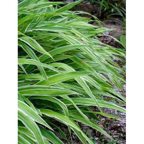 Laîche à larges feuilles 'Variegata' Godet de 8/9 cm (1/4)