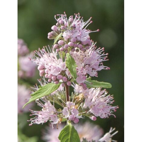 Barbe-bleue, Spirée bleue 'Pink Perfection' Pot de 2L/3L (1/3)