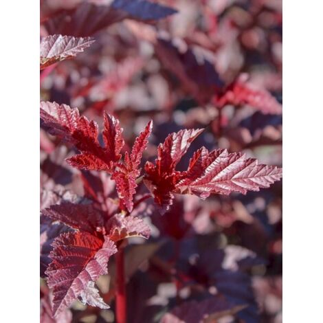 Physocarpe à feuilles d'Obier 'Rubella' Pot de 2L/3L (1/4)