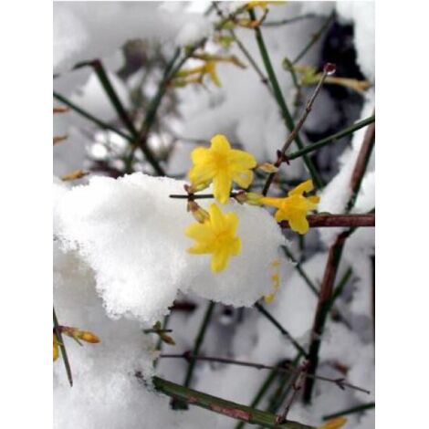 Jasmin d'hiver Pot de 7,5L/10L (1/5)