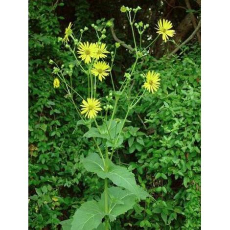 Silphium perfoliatum Godet de 8/9 cm