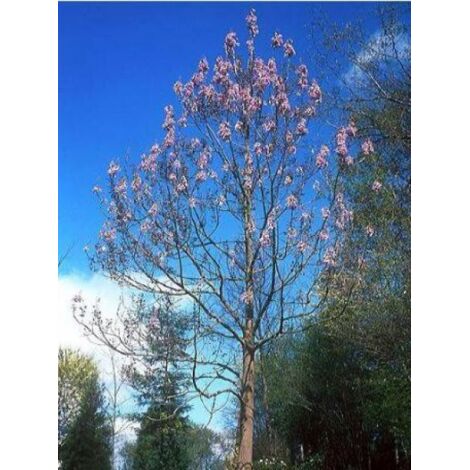 Paulownia fortunei Fast Blue® 'Minfast' Pot de 12L/15L, Baliveau (1/4)