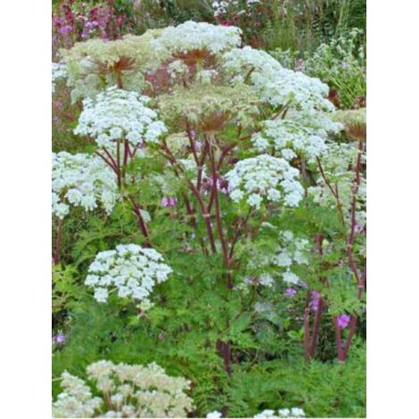 Selinum wallichianum Godet de 8/9 cm