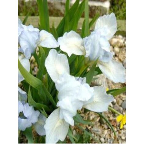Iris nain 'Bright White' Godet de 8/9 cm (1/2)