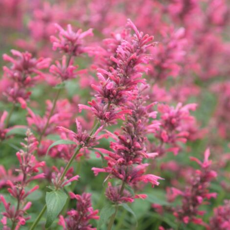 Agastache 'Red Fortune' Godet de 8/9 cm (1/3)