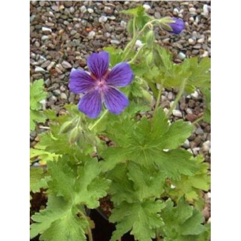 Géranium vivace magnifique Godet de 8/9 cm (1/4)