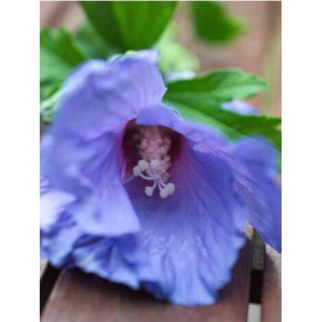 Mauve en arbre 'Ultramarine® 'minultra' ' Pot de 3L/4L (1/3)