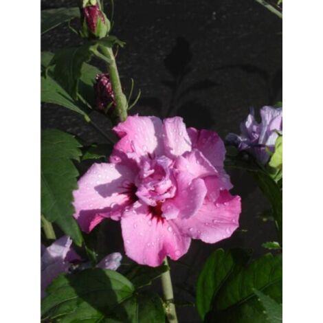 Mauve en arbre 'Eruption® 'mineru'' Pot de 4L/5L (1/2)