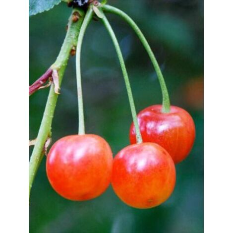 Cerisier 'Montmorency' Pot de 7,5L/10L, Gobelet