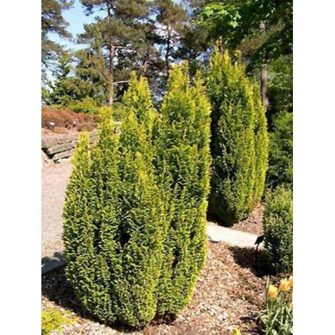 Cyprès de Lawson 'Elwood's Gold' Pot de 2L/3L